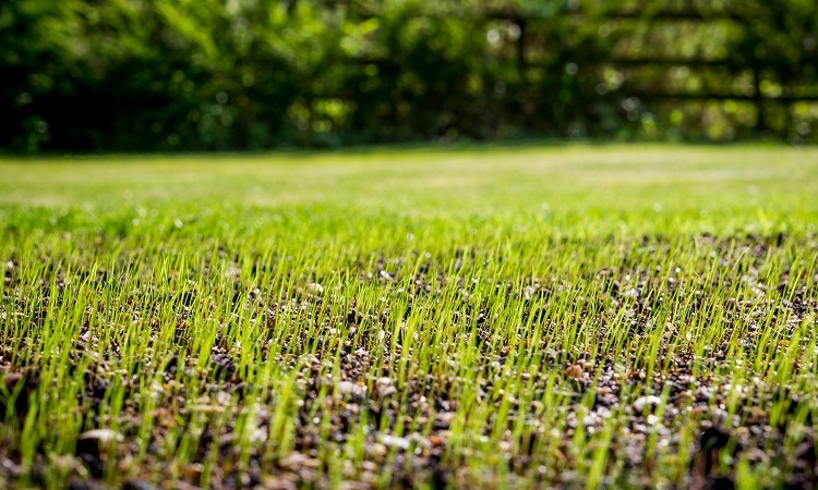 How To Reseed A Patchy Lawn 