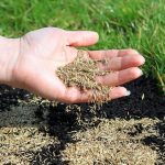 How To Reseed A Patchy Lawn