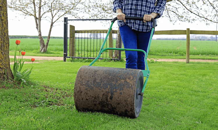 Should You Roll Your Lawn? 
