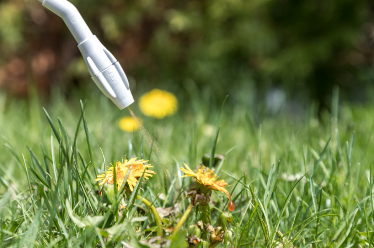 Kill Weeds When They’re Growing