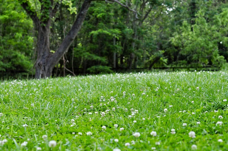 Does clover make a good lawn?