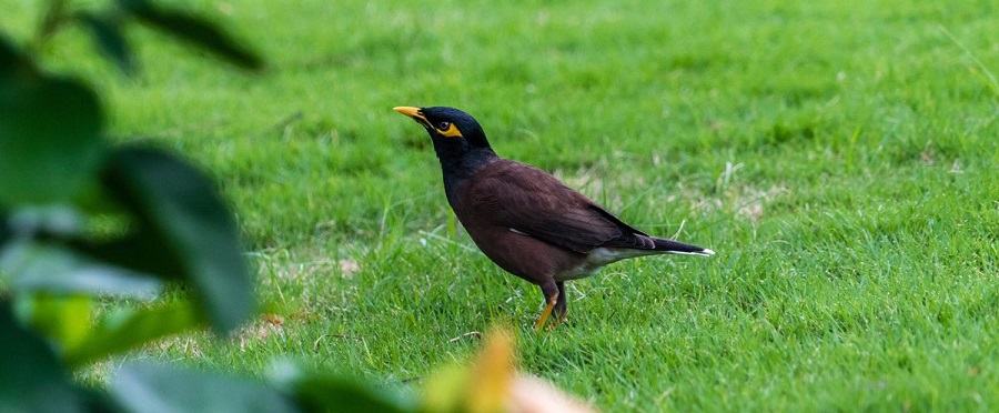 a pest bird on lawn