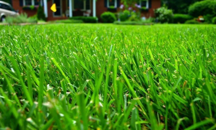 How can you tell if your lawn needs more moisture? 