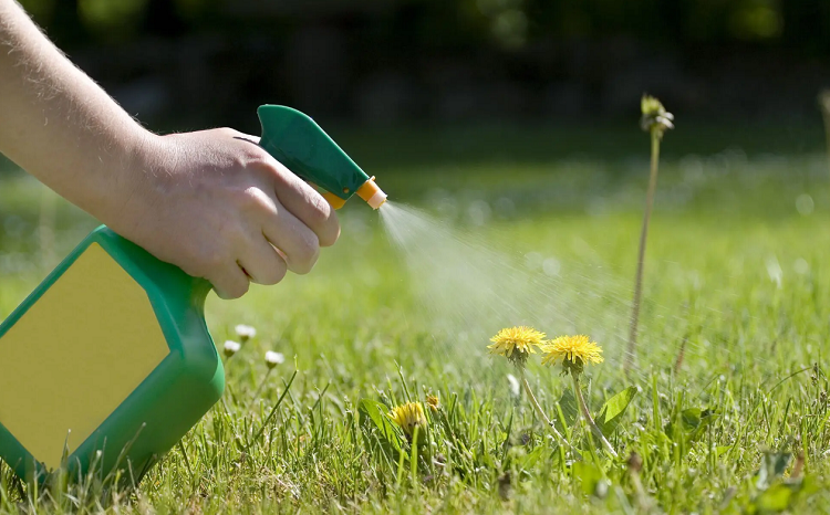 How safe are regular weed killers?